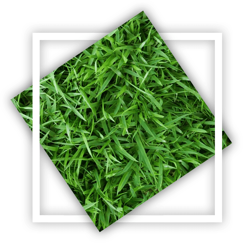 lawn-care-austin