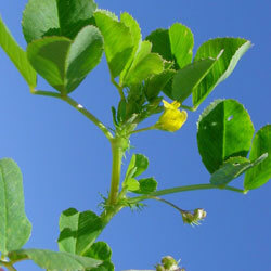 Medicago-polymorpha2