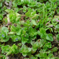 Veronica-arvensis3